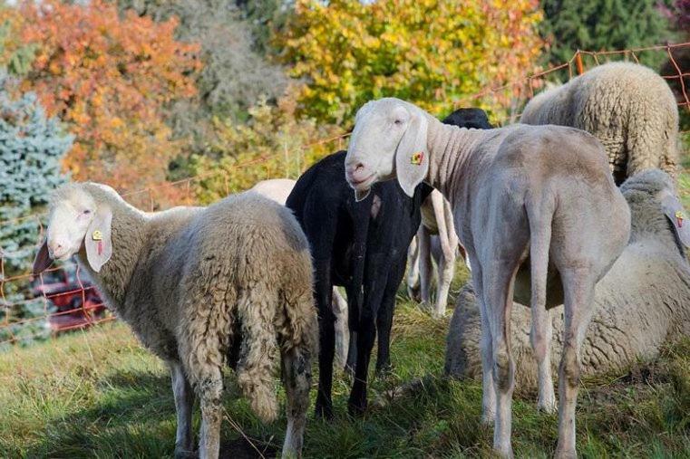 Bio-Bauernhof Greiml Leilighet Grobming Eksteriør bilde